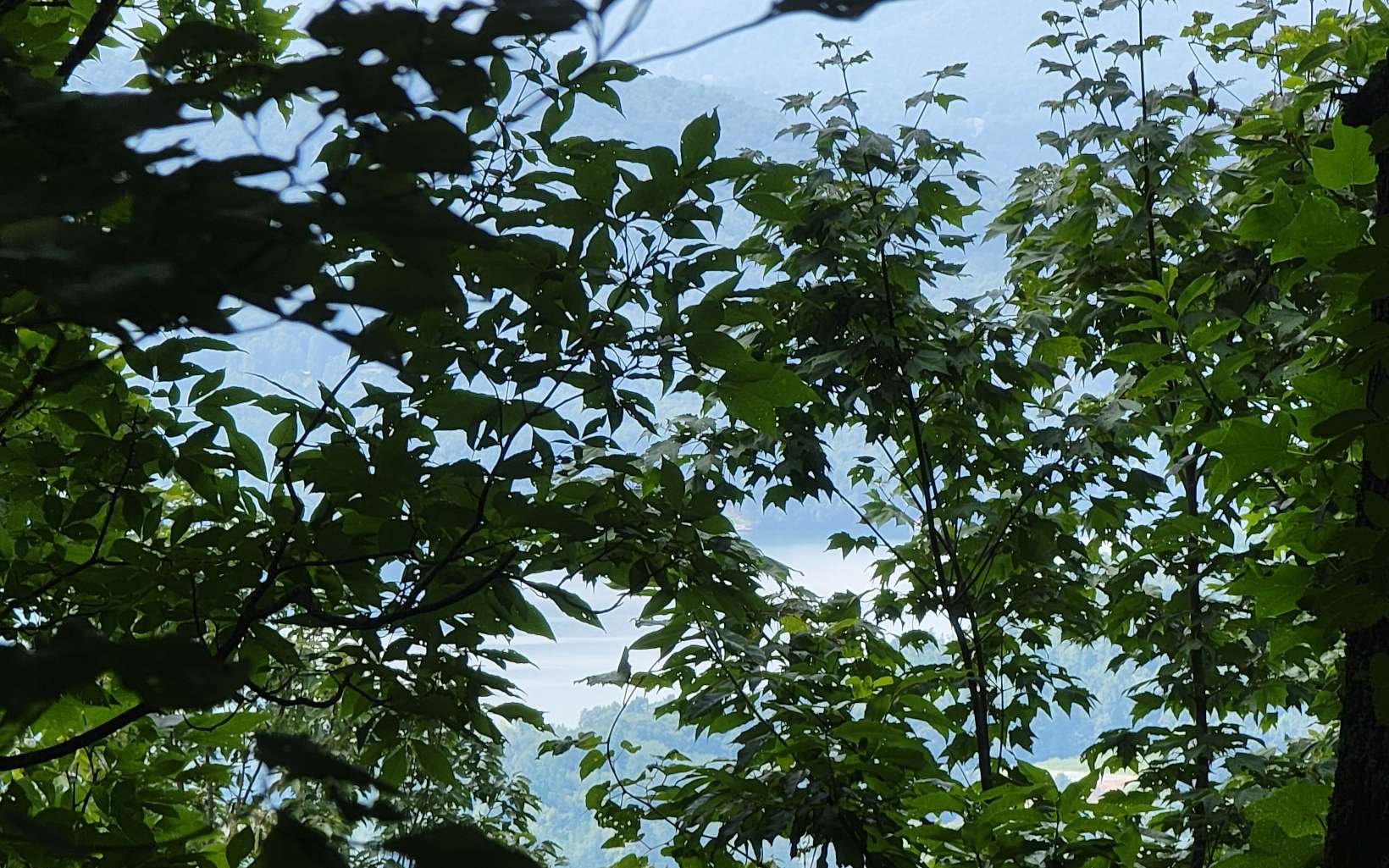 23 Oak Ridge Road Hayesville, NC 28904 - Photo 3 of 17 a backyard of a house