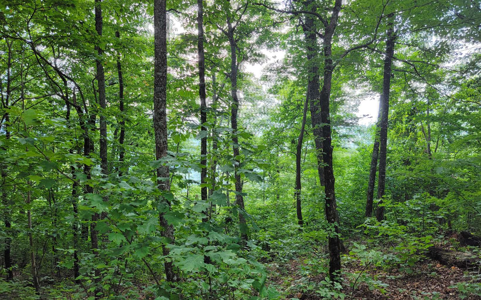 23 Oak Ridge Road Hayesville, NC 28904 - Photo 4 of 17