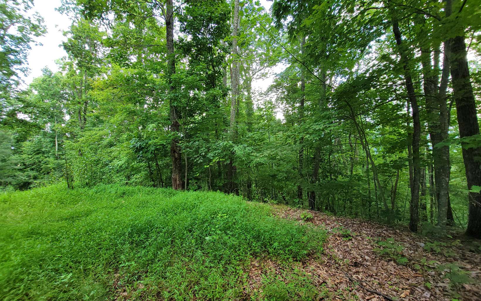 23 Oak Ridge Road Hayesville, NC 28904 - Photo 7 of 17 a view of a lush green forest