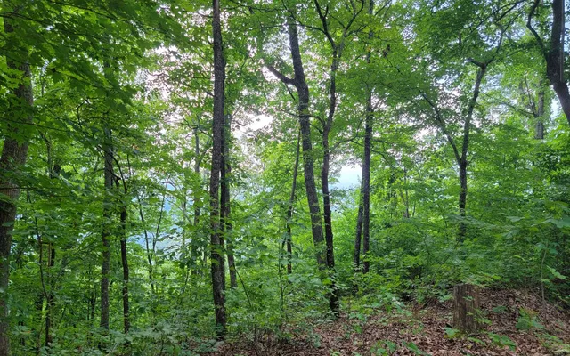 a view of a lush green forest