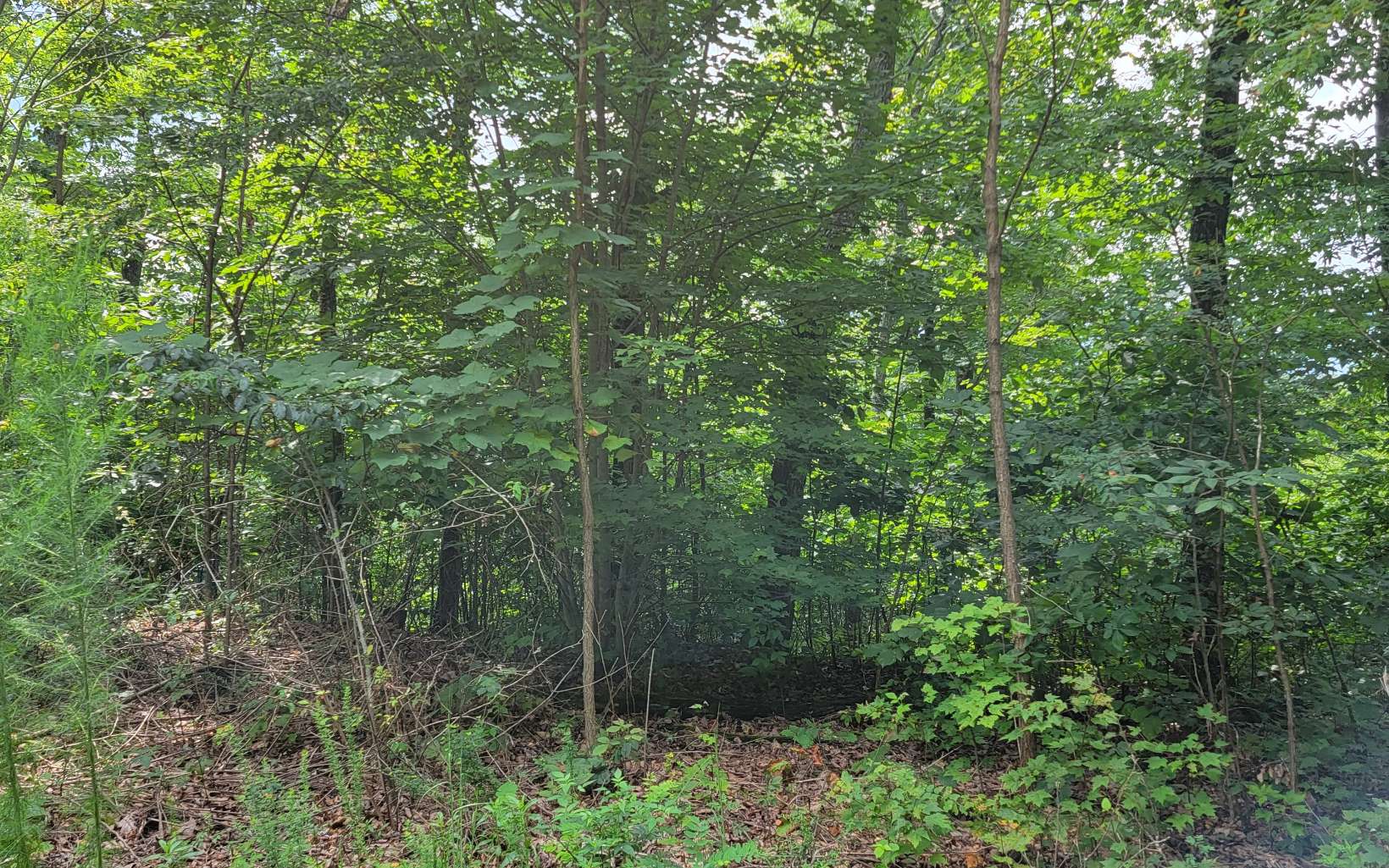 23 Oak Ridge Road Hayesville, NC 28904 - Photo 9 of 17 a view of a forest with trees and bushes