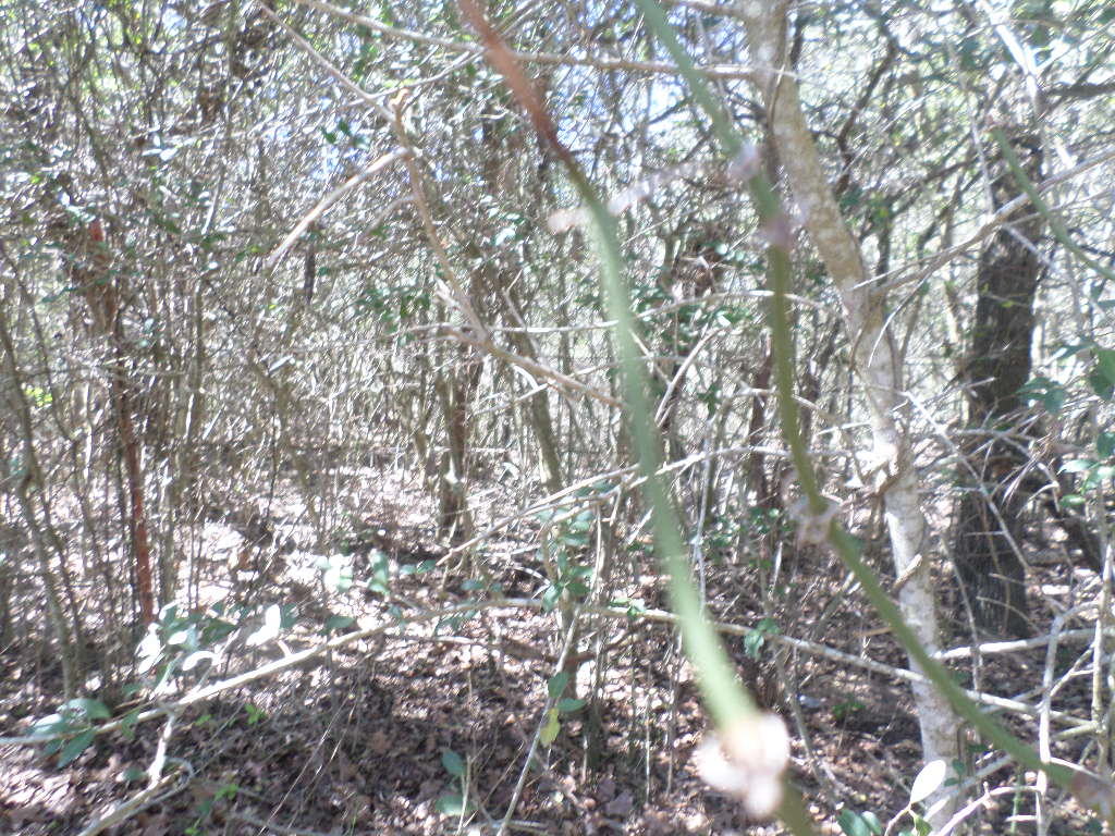 R68370 Walter Hoffman Road, Unit H Cedar Creek, TX 78612 - Photo 11 of 25 a view of a tree