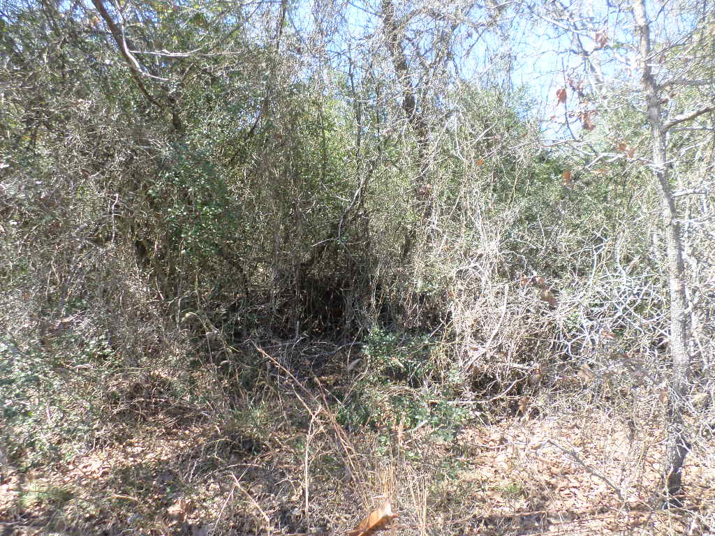 R68370 Walter Hoffman Road, Unit H Cedar Creek, TX 78612 - Photo 12 of 25 a view of a yard with a tree
