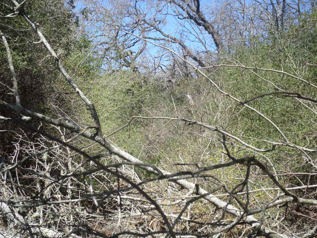 R68370 Walter Hoffman Road, Unit H Cedar Creek, TX 78612 - Photo 15 of 25 a picture of a tree with a tree