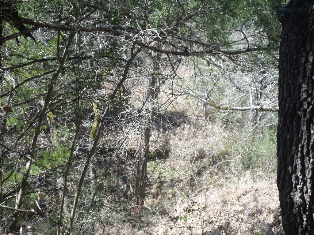 R68370 Walter Hoffman Road, Unit H Cedar Creek, TX 78612 - Photo 18 of 25 a view of a yard with a tree