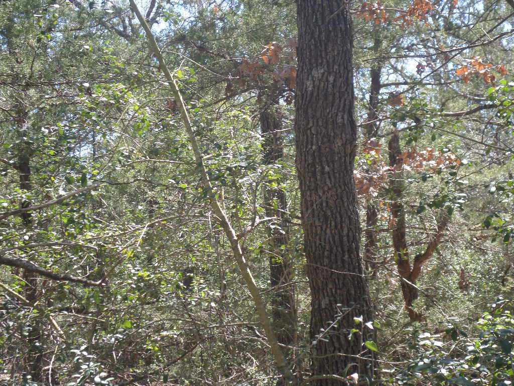 R68370 Walter Hoffman Road, Unit H Cedar Creek, TX 78612 - Photo 19 of 25 a close up of a tree