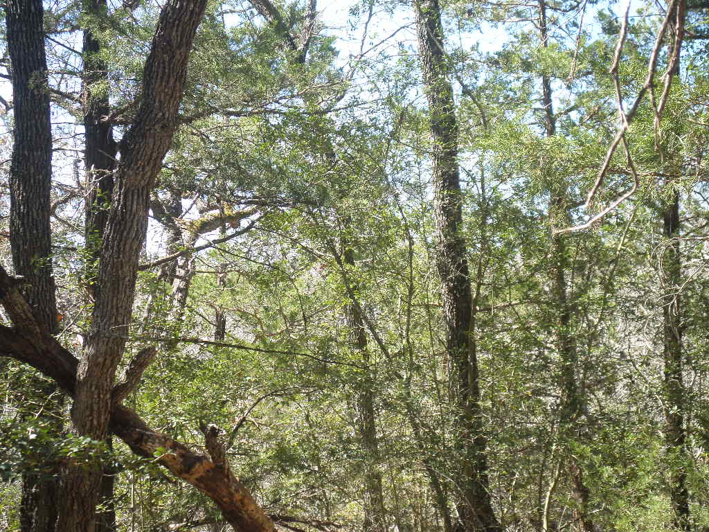 R68370 Walter Hoffman Road, Unit H Cedar Creek, TX 78612 - Photo 20 of 25 a view of a yard with a tree