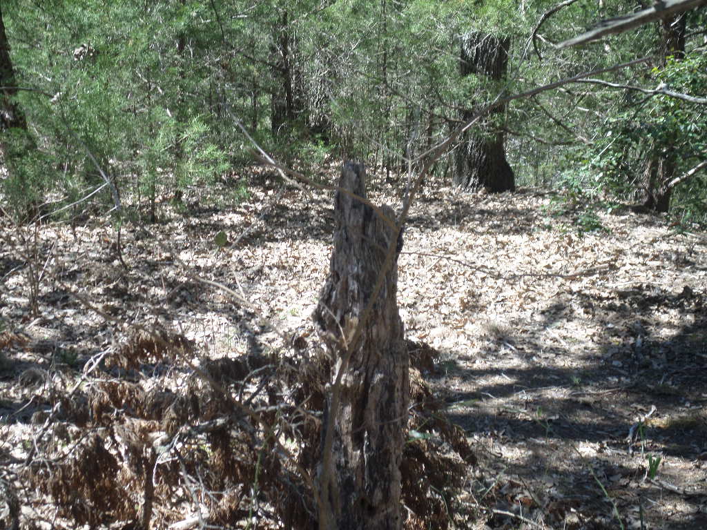 R68370 Walter Hoffman Road, Unit H Cedar Creek, TX 78612 - Photo 2 of 25 a view of a forest with trees