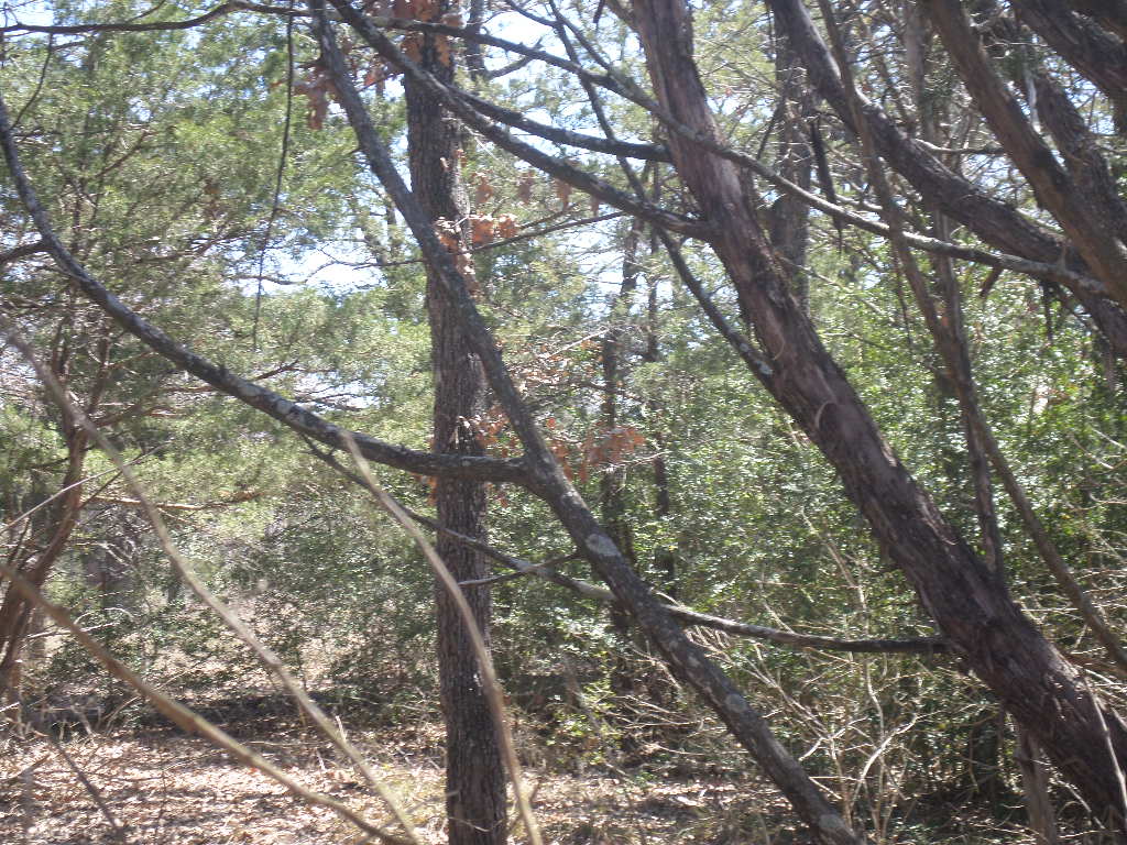 R68370 Walter Hoffman Road, Unit H Cedar Creek, TX 78612 - Photo 21 of 25 a view of tree