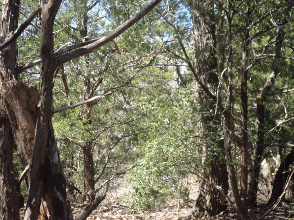 R68370 Walter Hoffman Road, Unit H Cedar Creek, TX 78612 - Photo 22 of 25 a picture of tree