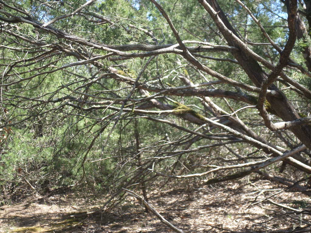 R68370 Walter Hoffman Road, Unit H Cedar Creek, TX 78612 - Photo 23 of 25 a yard with a tree