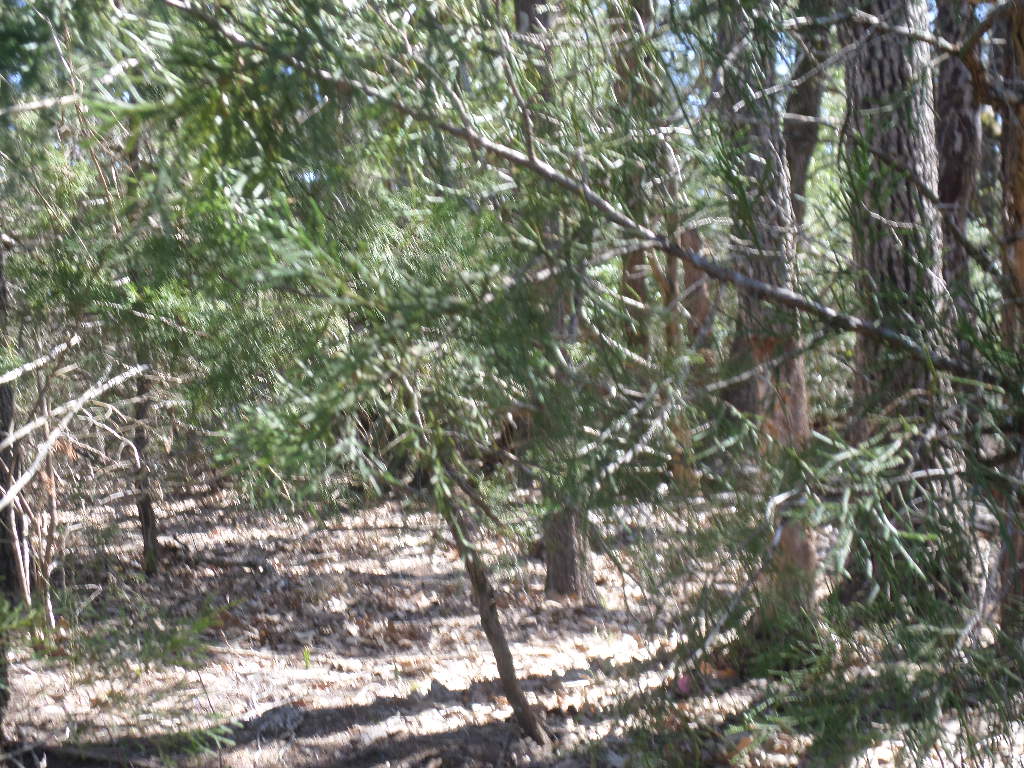 R68370 Walter Hoffman Road, Unit H Cedar Creek, TX 78612 - Photo 24 of 25 a view of tree