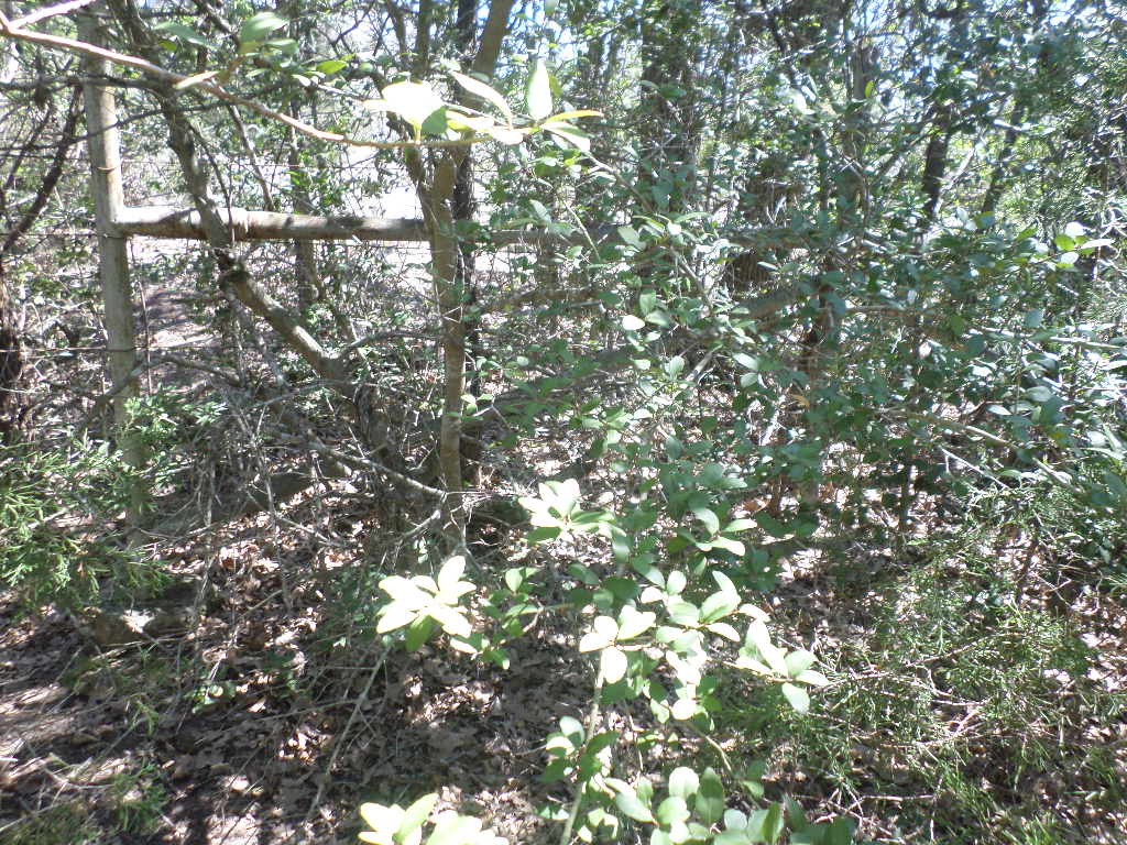 R68370 Walter Hoffman Road, Unit H Cedar Creek, TX 78612 - Photo 3 of 25 a view of tree