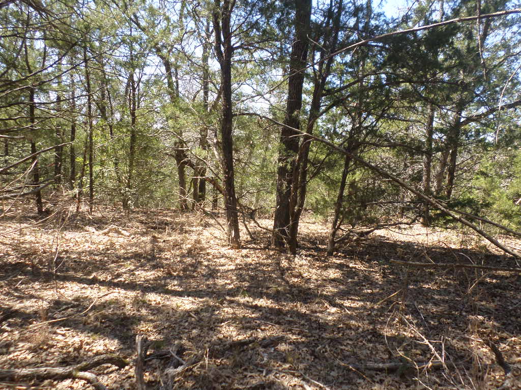 R68370 Walter Hoffman Road, Unit H Cedar Creek, TX 78612 - Photo 6 of 25 a view of a forest filled with trees