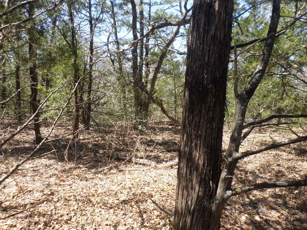R68370 Walter Hoffman Road, Unit H Cedar Creek, TX 78612 - Photo 7 of 25 a view of a yard with a tree