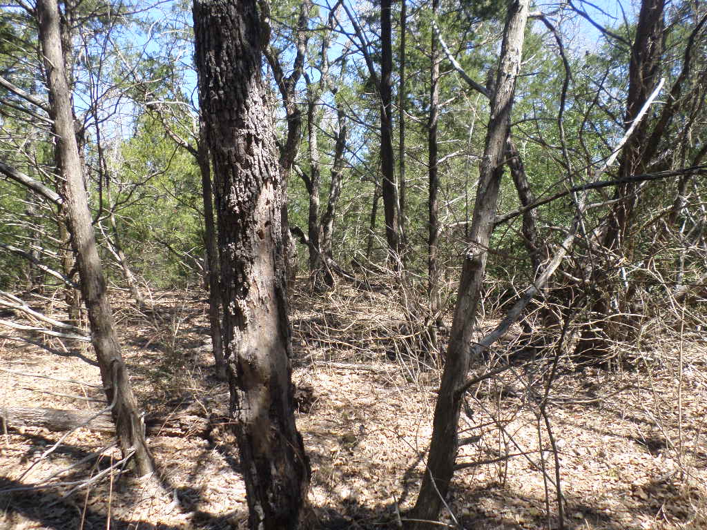 R68370 Walter Hoffman Road, Unit H Cedar Creek, TX 78612 - Photo 9 of 25 a view of tree