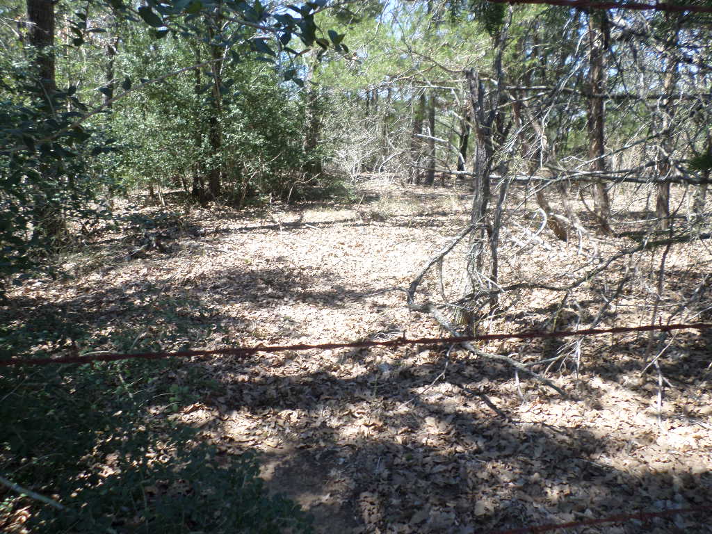 R68370 Walter Hoffman Road, Unit H Cedar Creek, TX 78612 - Photo 10 of 25 a view of covered with trees