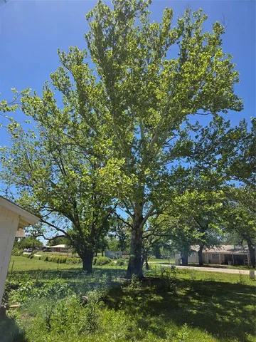 a green field with lots of flowers in it
