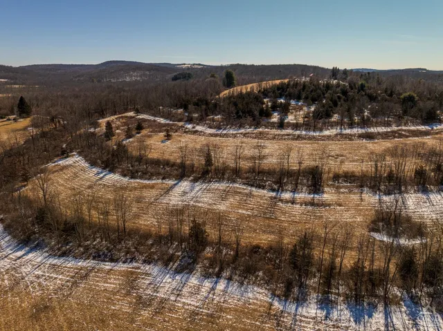 a plant is in middle of the forest