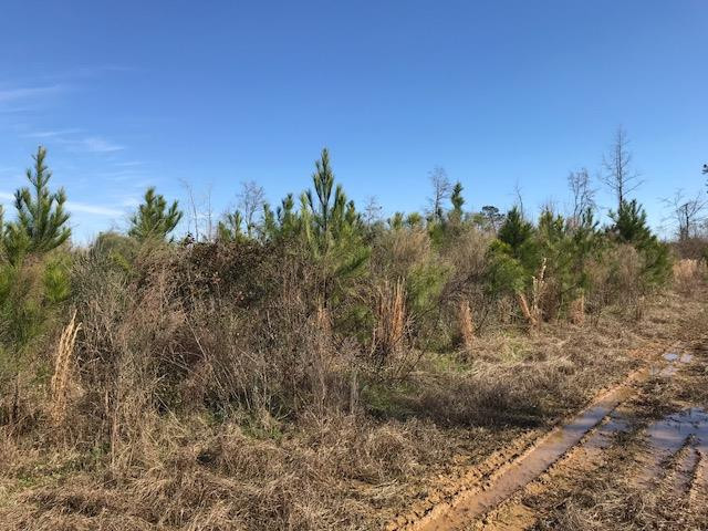 1415 Bluff Springs Road Gloster, MS 39638 - Photo 54 of 61 Photo 54
