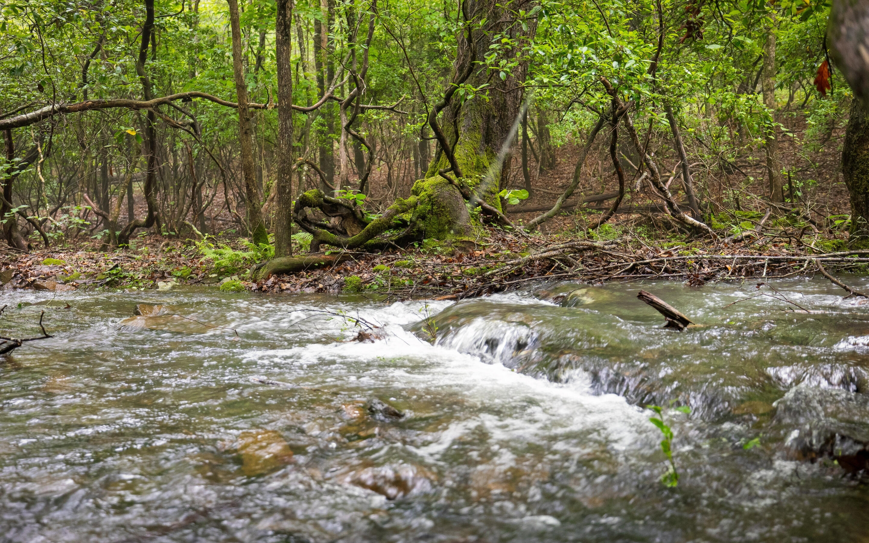 266 Beaten Path Signal Mountain, TN 37377 - Photo 62 of 76 62