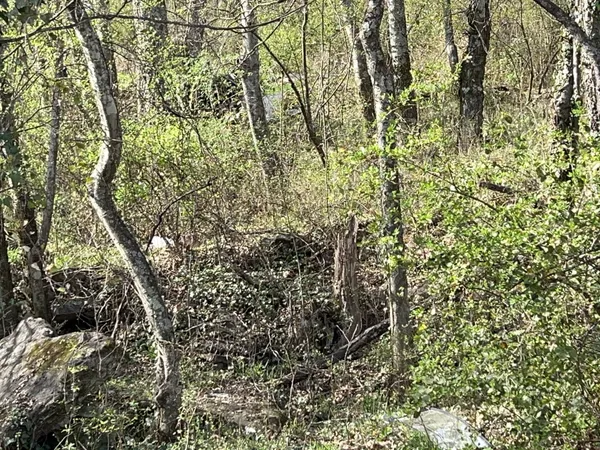 a view of a yard with a tree