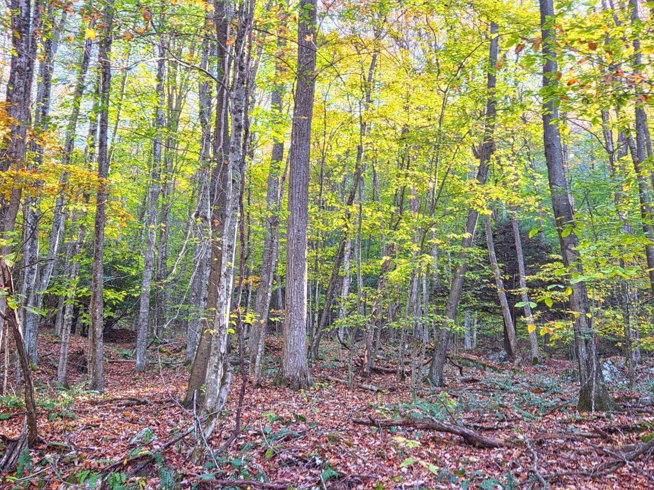 0 Old Pluto Road Shady Spring, WV 25918 - Photo 7 of 33 a view of a backyard
