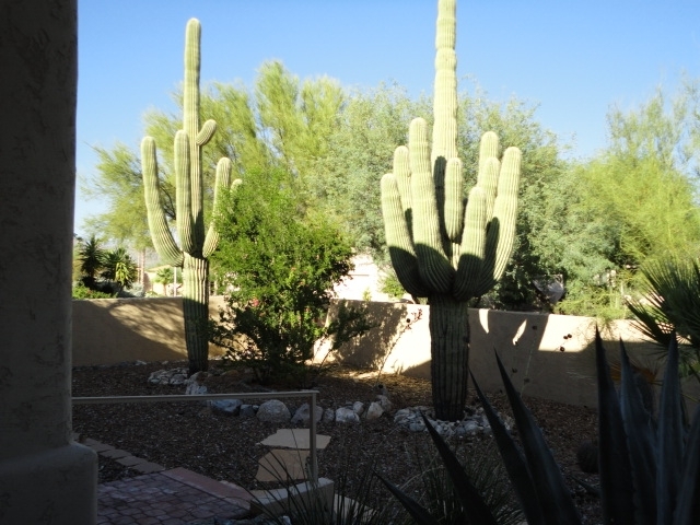 18416 East Poco Rio Drive Rio Verde, AZ 85263 - Photo 20 of 21 Mature Saguaro's