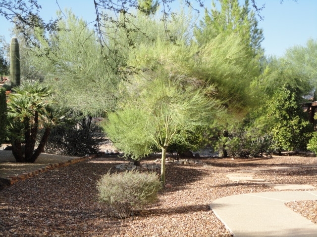 18416 East Poco Rio Drive Rio Verde, AZ 85263 - Photo 21 of 21 Front Yard