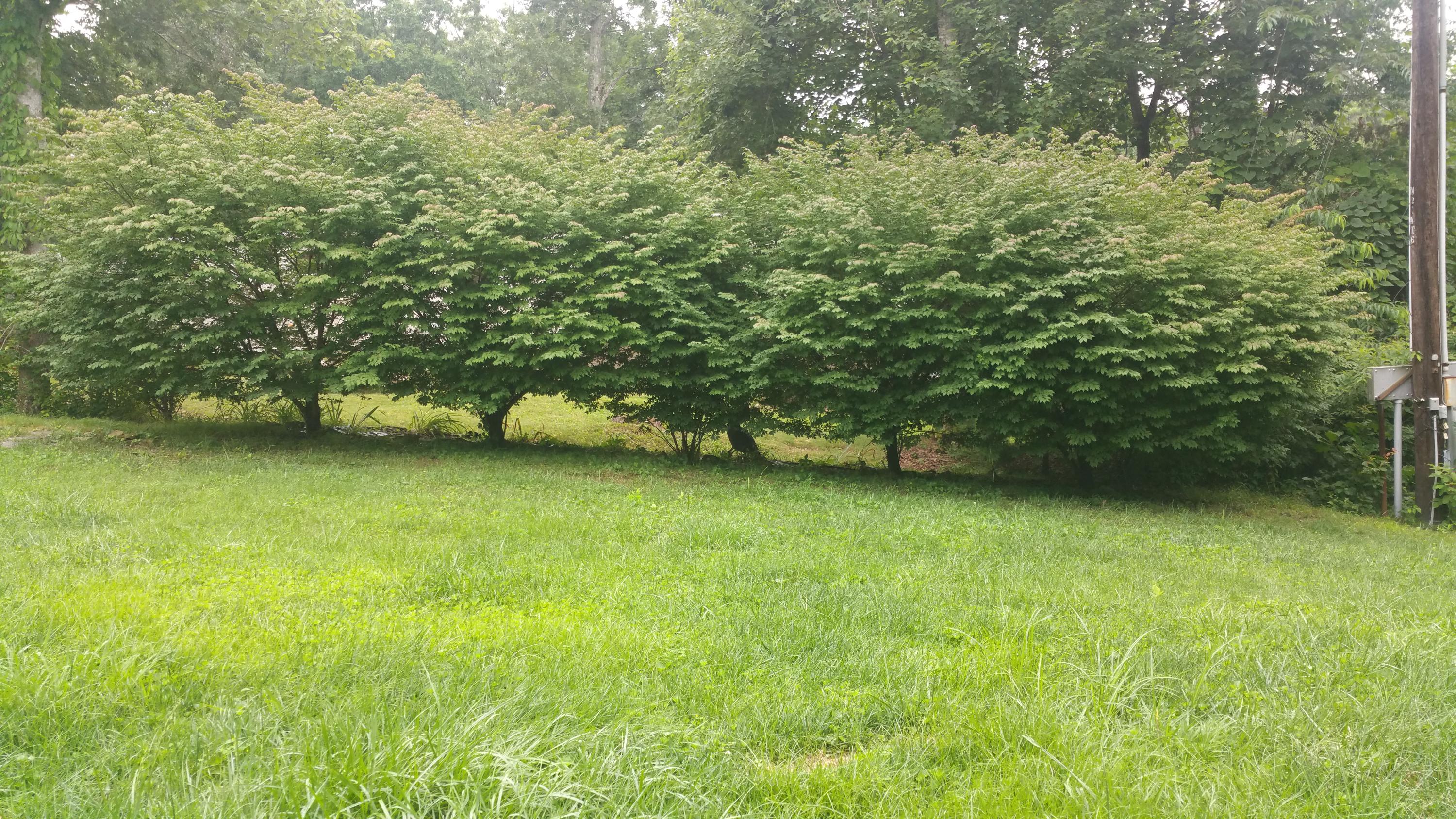 250 Rugby Road Fairfield Glade, TN 38558 - Photo 4 of 13 20150701_101734