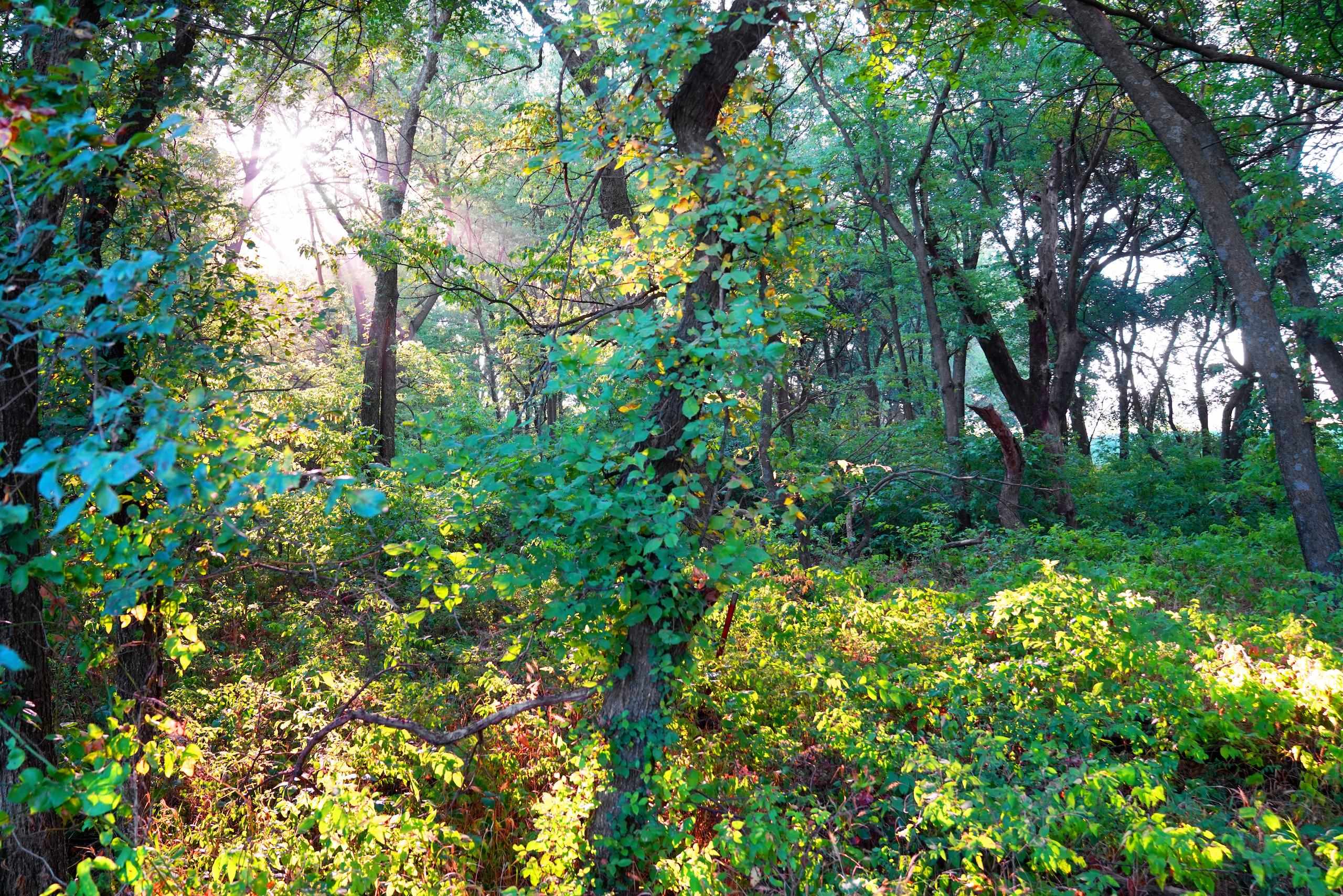 Southwest 175th Street Rose Hill, KS 67133 - Photo 12 of 36