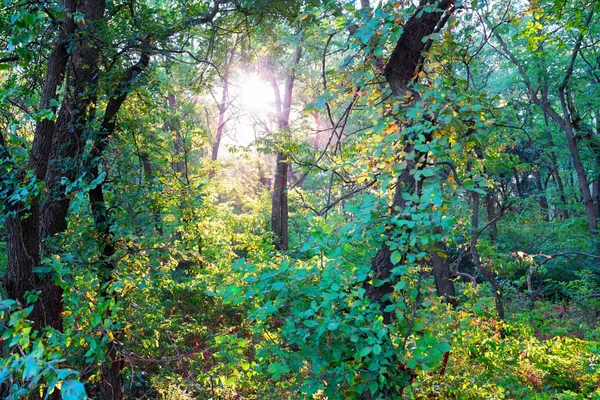 $595,000 | Southwest 175th Street, Rose Hill, KS 67133