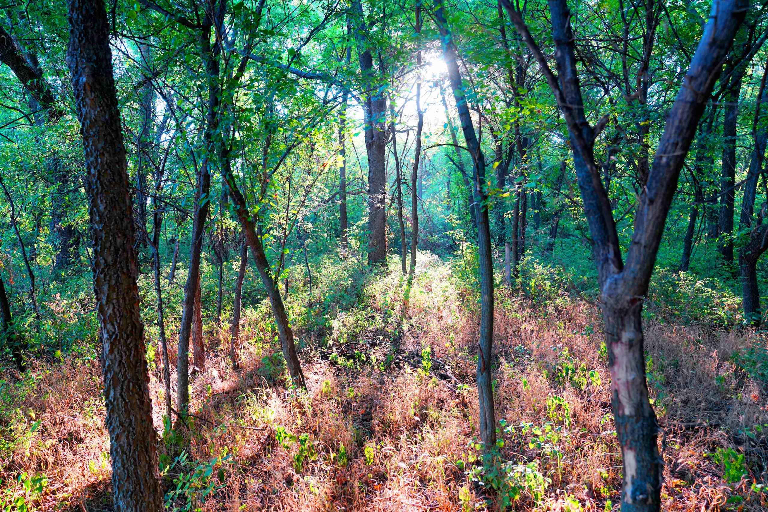 Southwest 175th Street Rose Hill, KS 67133 - Photo 22 of 36