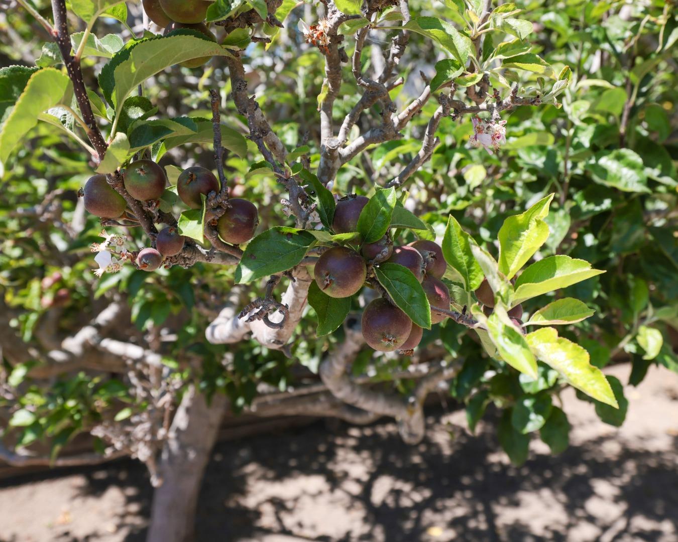 13 Victor Circle Salinas, CA 93907 - Photo 13 of 18 a view of flowers