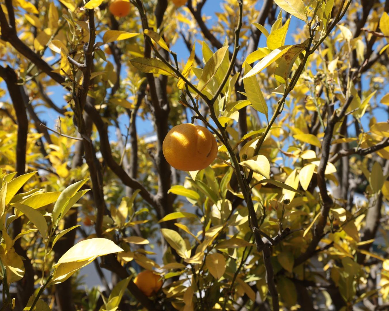 13 Victor Circle Salinas, CA 93907 - Photo 14 of 18 a view of a tree