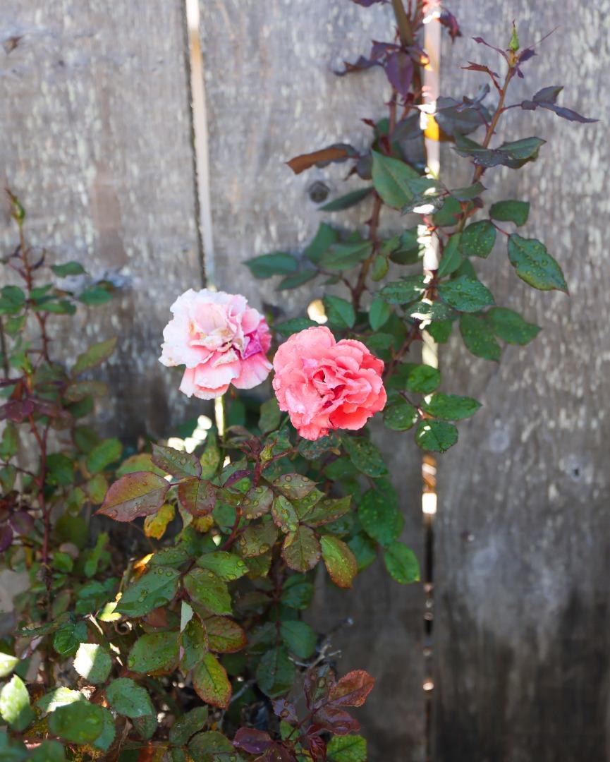 13 Victor Circle Salinas, CA 93907 - Photo 16 of 18 a view of a flower