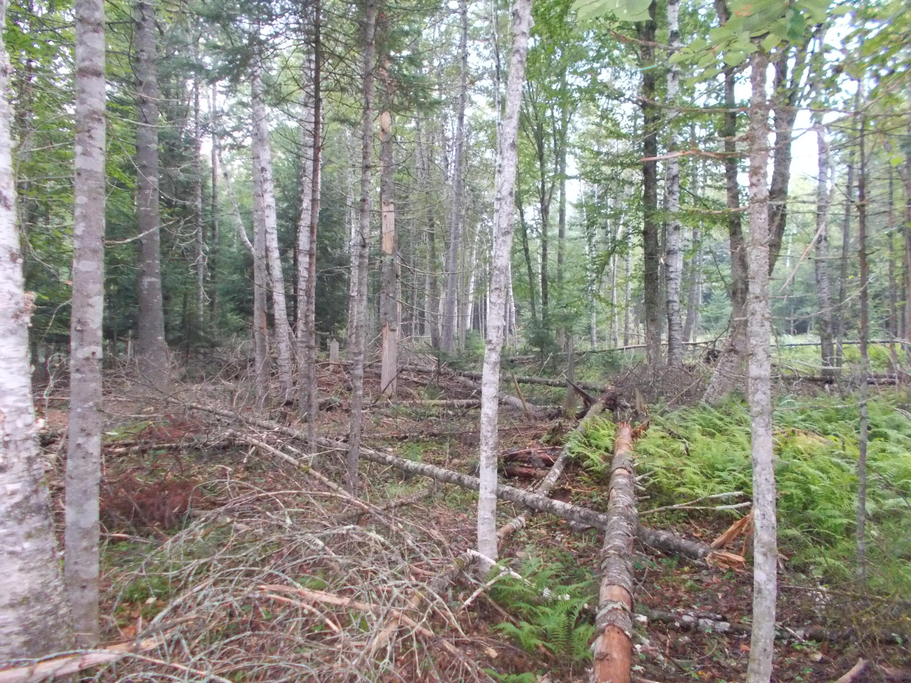 Map10-lot9 Belfast Road Knox, ME 04986 - Photo 4 of 12 DSCN2608