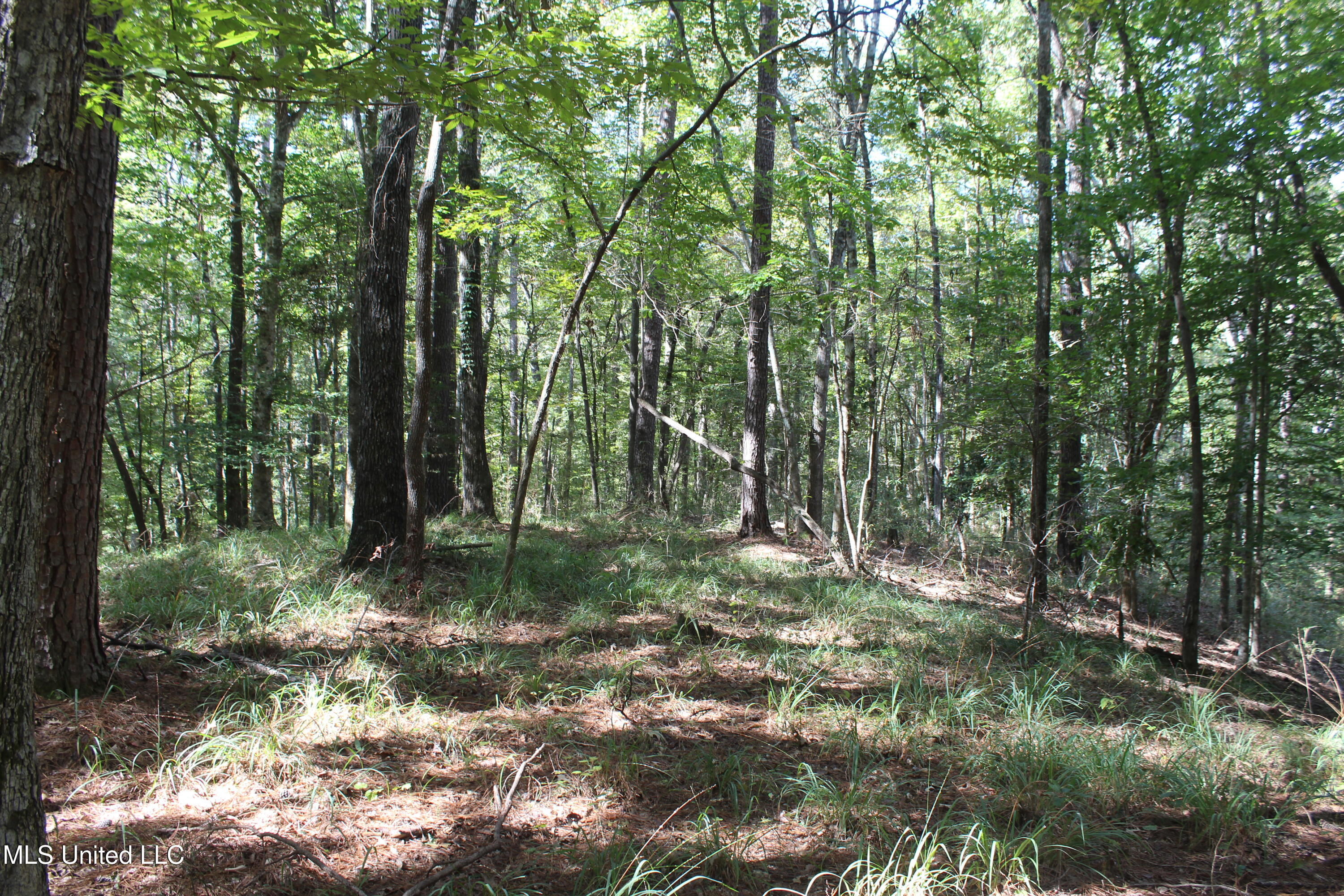 Tbd Fox Road Gloster, MS 39638 - Photo 14 of 20 40 ac Fox Rd Amite County ground photos