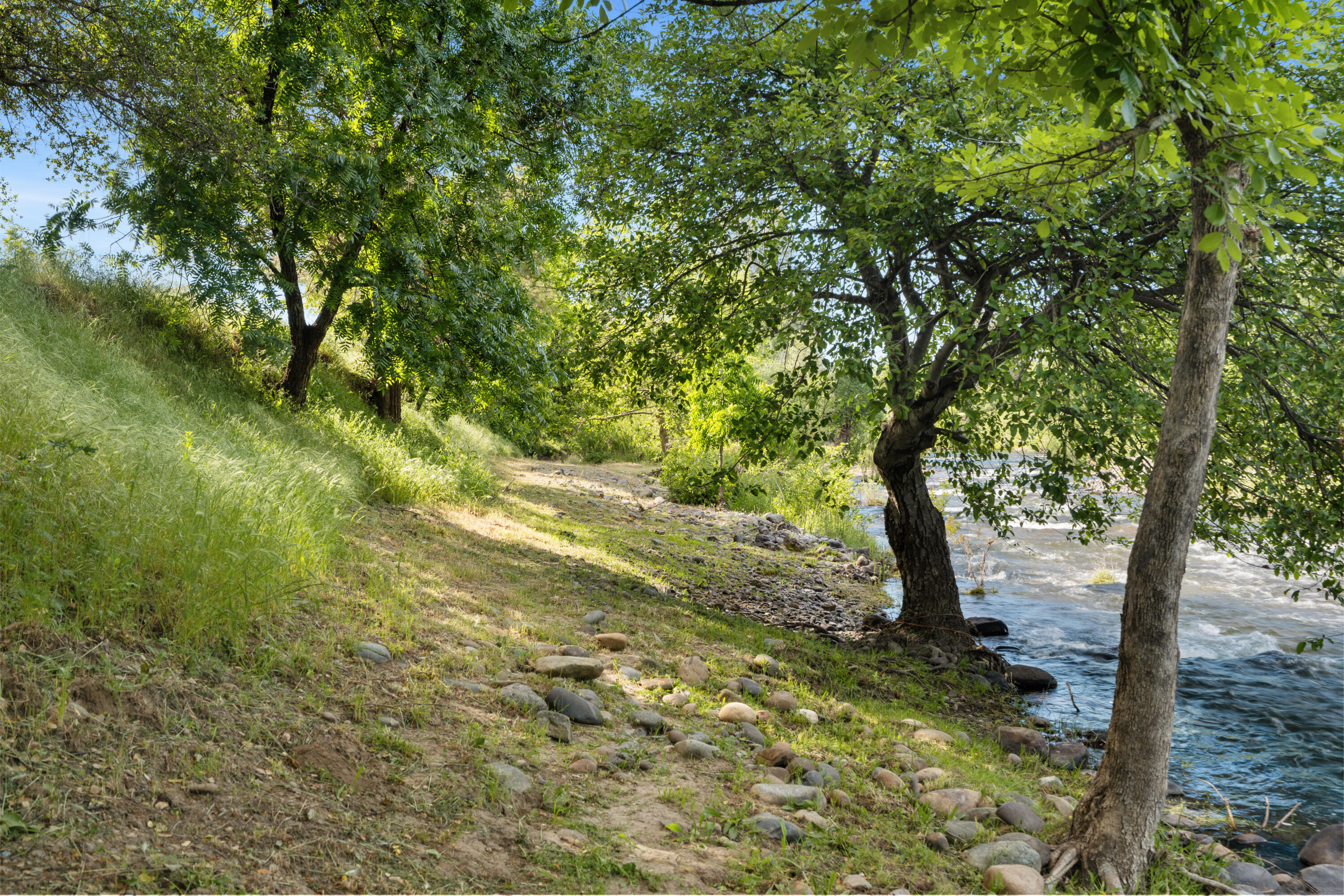 23204 Placid Road Palo Cedro, CA 96073 - Photo 62 of 71 a view of a yard with a tree