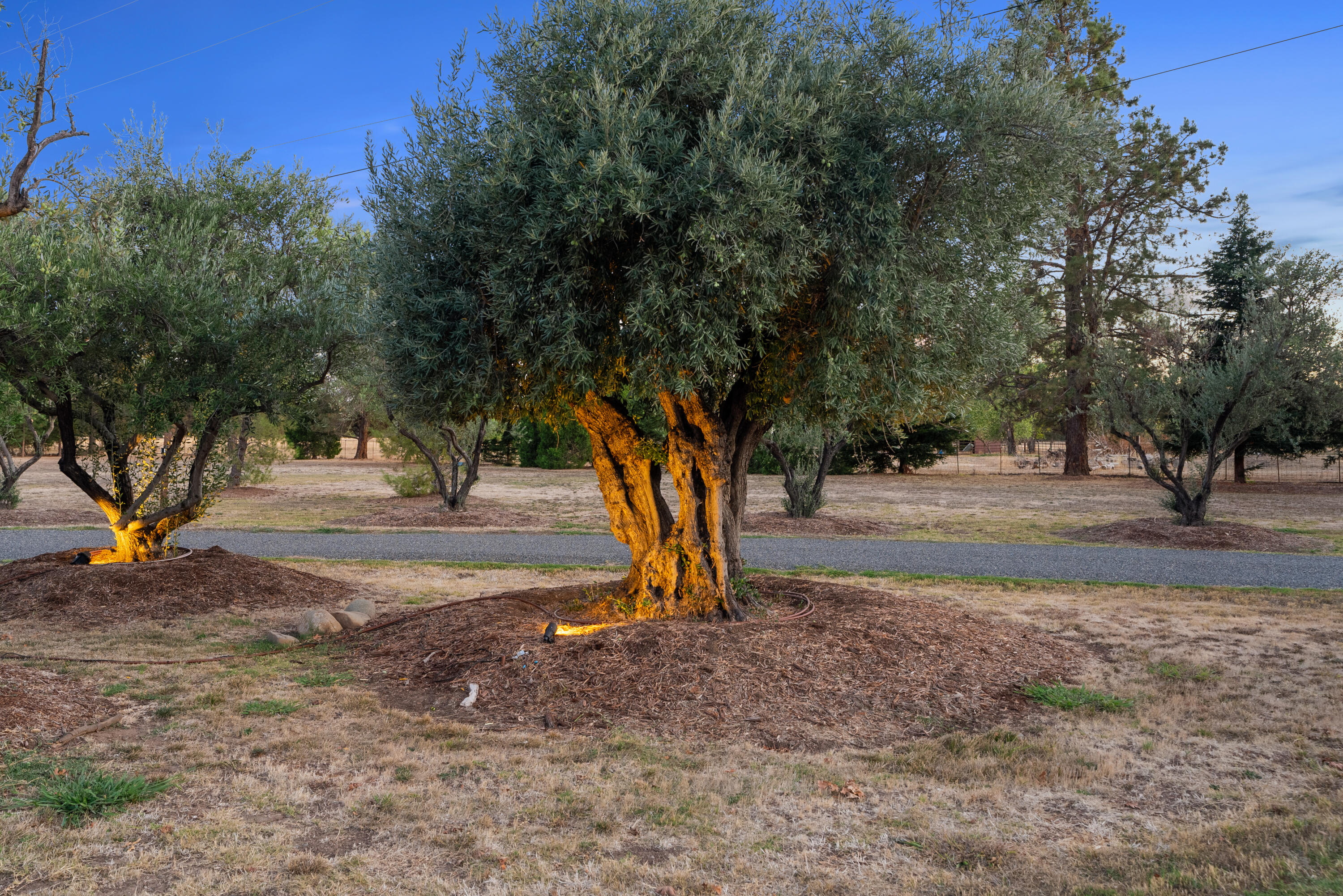 23204 Placid Road Palo Cedro, CA 96073 - Photo 67 of 71 a view of road with tree s