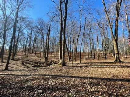 a view of a yard with trees