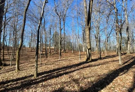 a backyard of a house with lots of trees