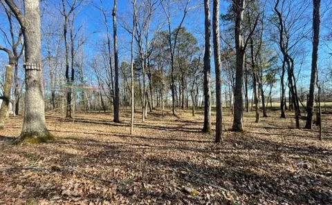 a view of a backyard with large trees