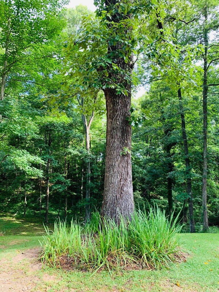129 Al Carney Road Monticello, MS 39654 - Photo 30 of 33 Photo 30