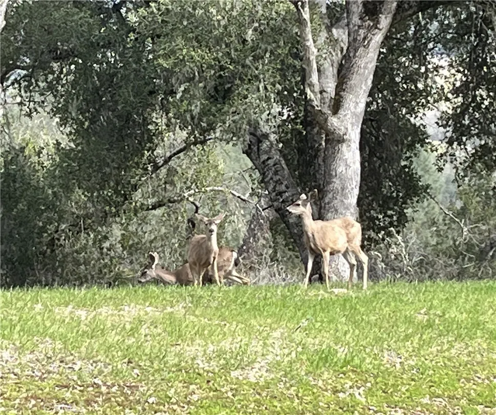 0 Running Deer Road Paso Robles, CA 93446 - Photo 27 of 29 Gallery Image 27