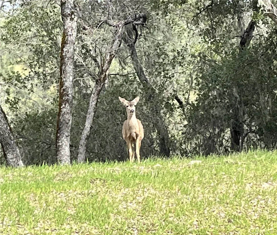 0 Running Deer Road Paso Robles, CA 93446 - Photo 28 of 29 Gallery Image 28