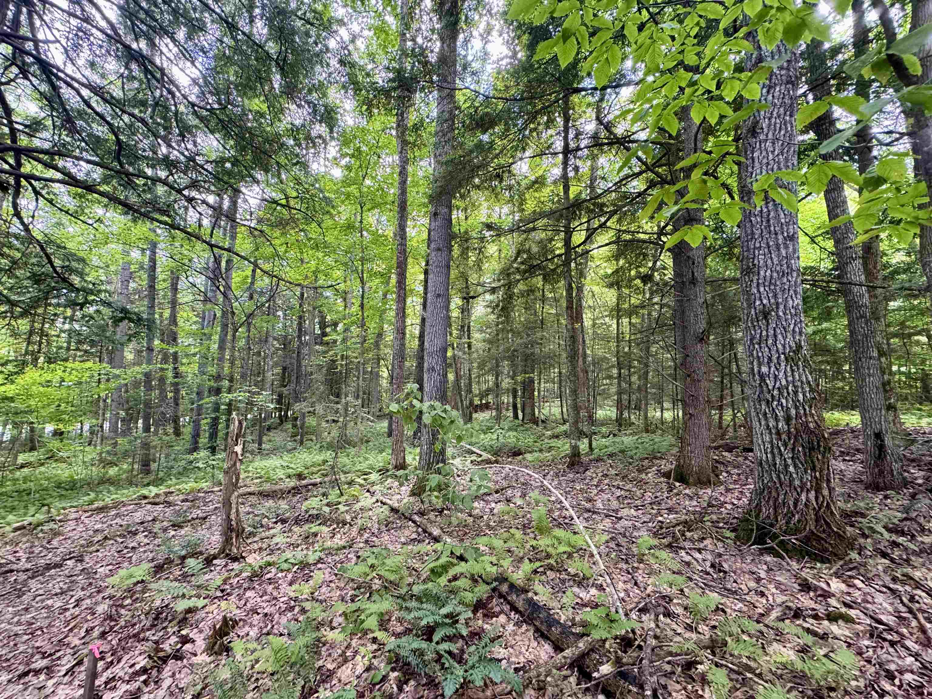 0 Tyler Farm Road Bradford, VT 05033 - Photo 9 of 12