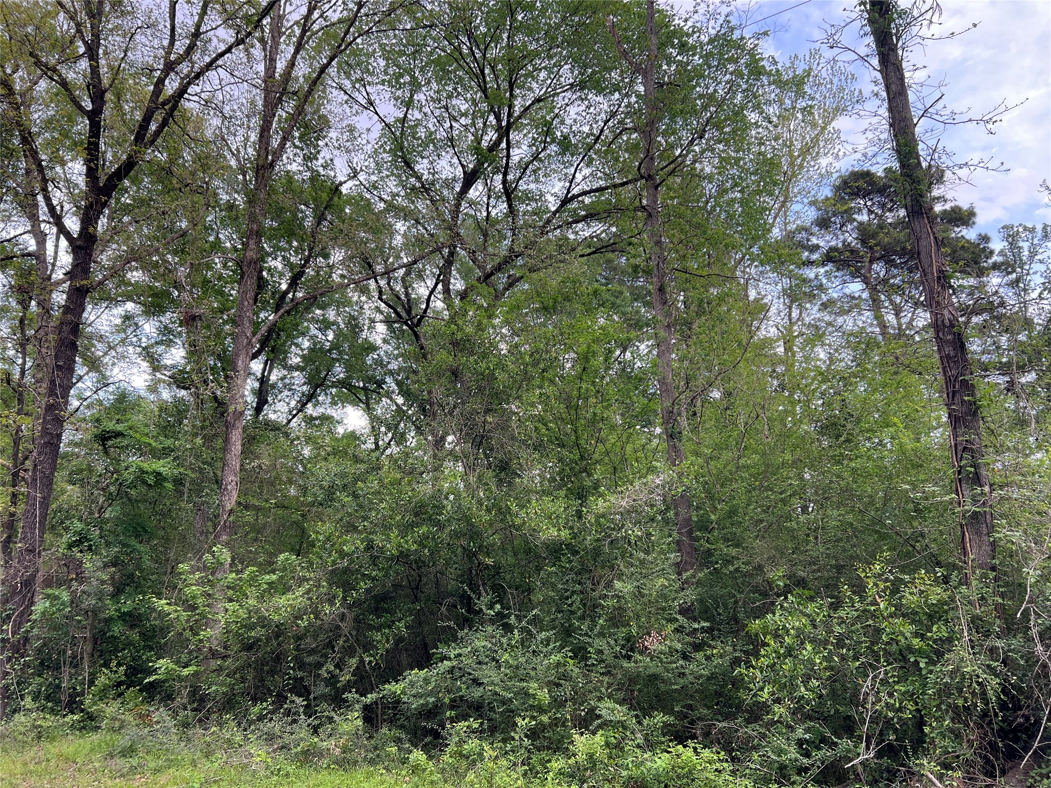 0 White Oak Conroe, TX 77303 - Photo 4 of 5 a view of a forest with trees