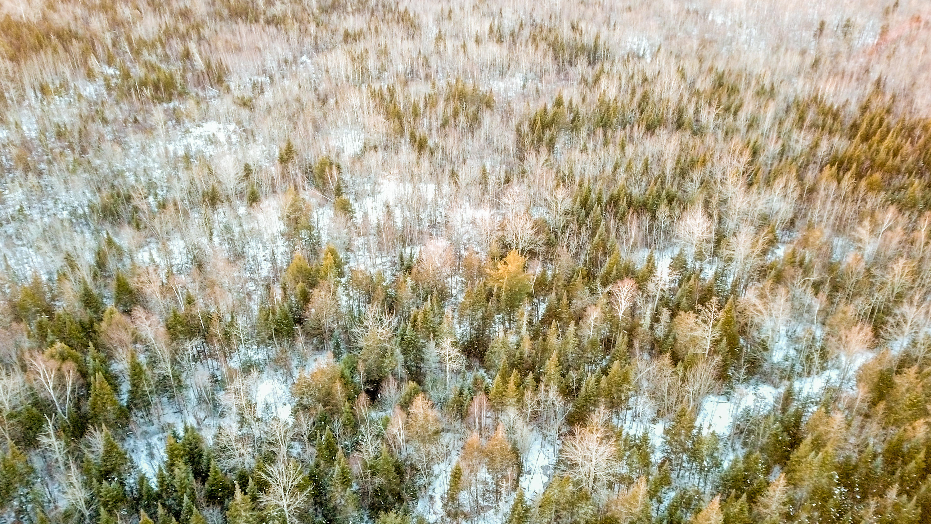 Lot 19 Middle Road Bradford, ME 04410 - Photo 5 of 25 Plenty of Timber