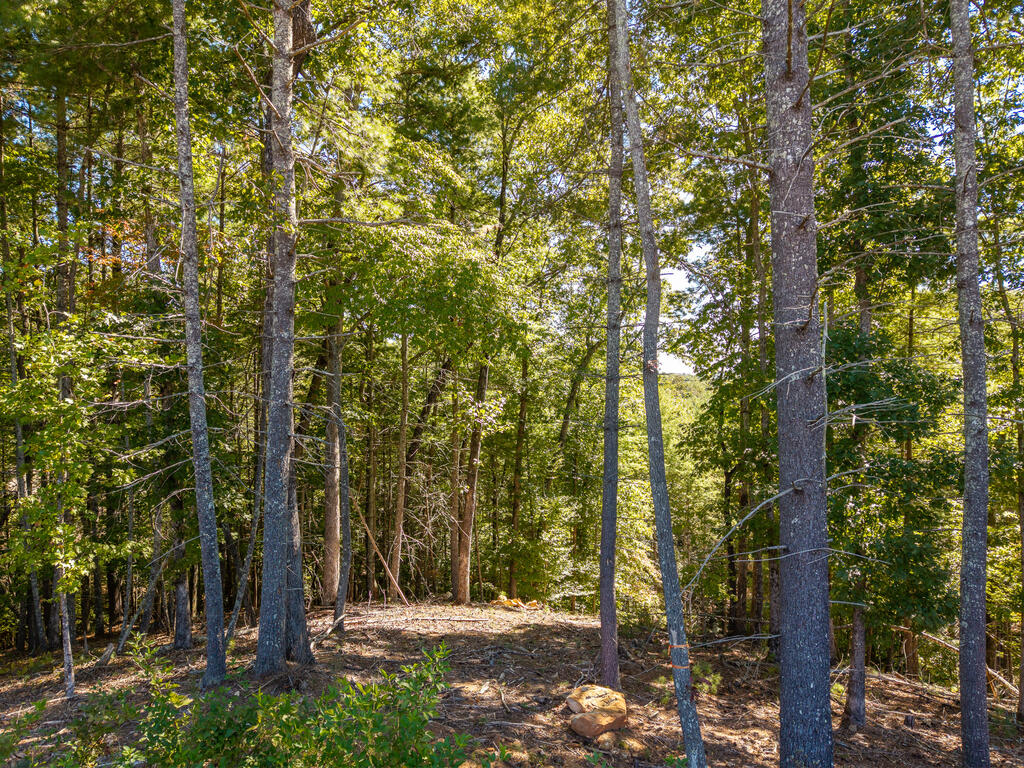 Lot 62 Ridge Drive Blue Ridge, GA 30513 - Photo 6 of 17 Gallery Image 6